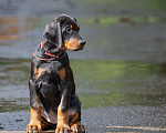 Собаки в Зеленограде: Доберман, натуральная сука 2 мес  Девочка, 100 000 руб. - фото 1