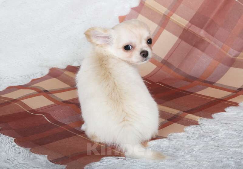 Собаки в Люберцах: Чихуахуа крем Мальчик, 50 000 руб. - фото 6