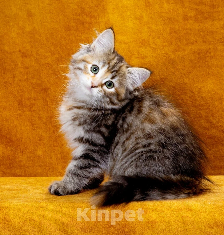 Кошки в Москве: Кошечка Иванка Девочка, 60 000 руб. - фото 4