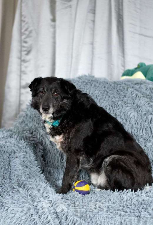 Собаки в Москве: Пушистый Дедуля мечтает стать домашним Мальчик, Бесплатно - фото 2