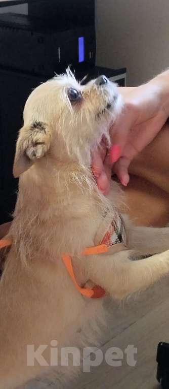 Собаки в Москве: Найдена собака Девочка, Бесплатно - фото 7