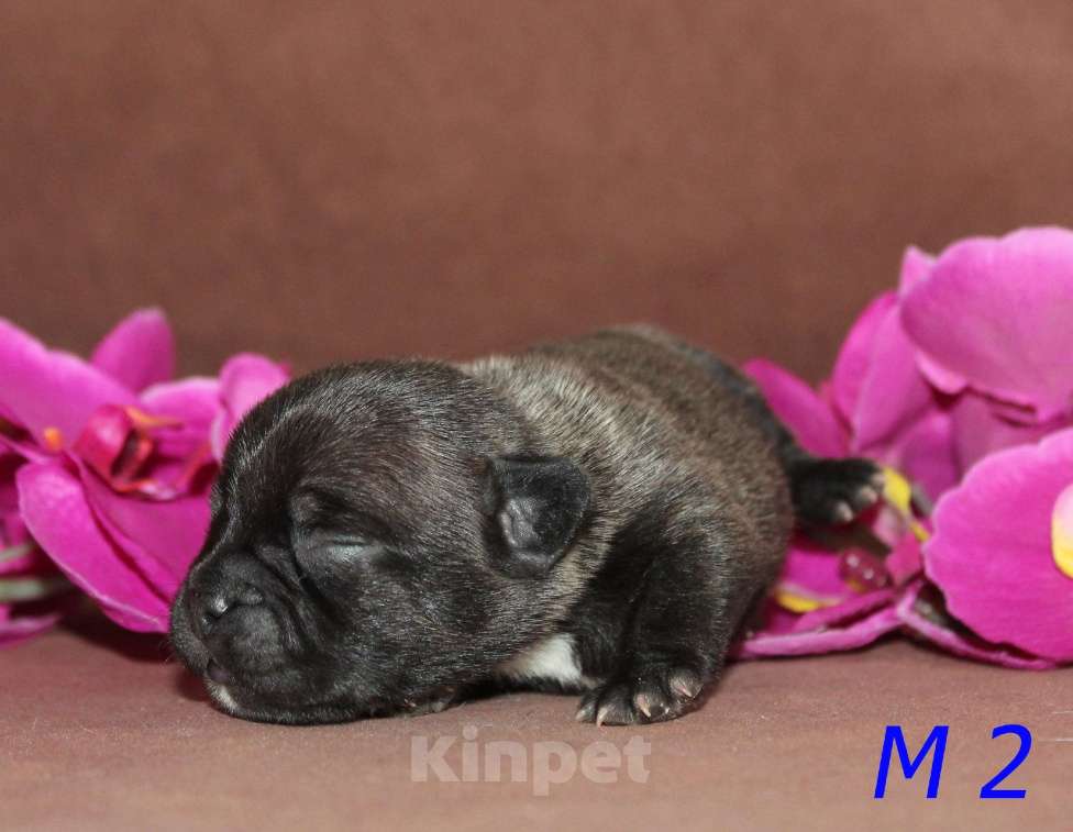 Собаки в Брянске: Французский бульдог щенки Мальчик, 30 000 руб. - фото 9