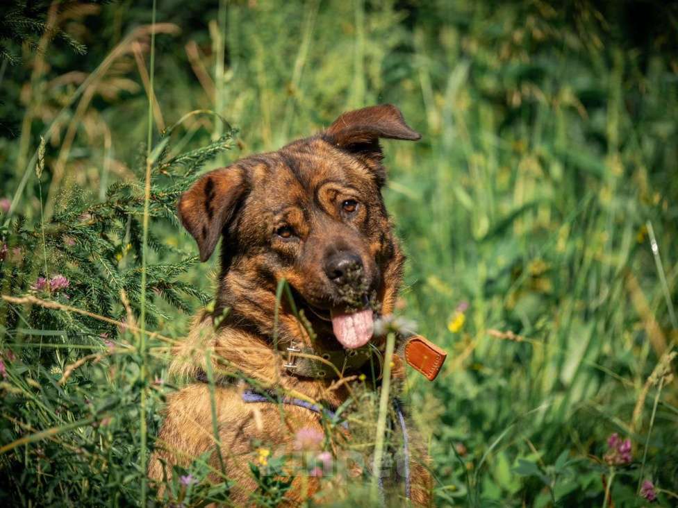 Собаки в Ореховом-Зуево: Альфа в поисках дома Девочка, Бесплатно - фото 6