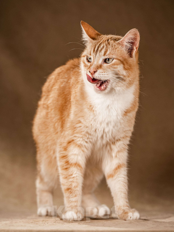 Кошки в Клине: Кутси – рыжая загадка с независимым характером Девочка, Бесплатно - фото 6