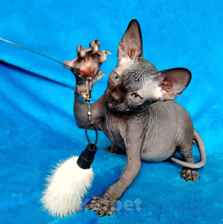 Кошки в Королеве: сфинксенок из питомника Мальчик, 60 000 руб. - фото 1