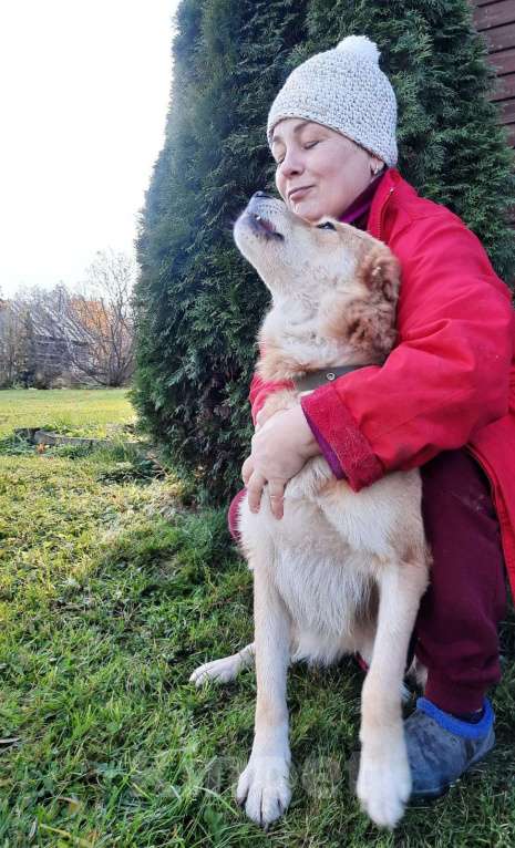 Собаки в Санкт-Петербурге: Мягкая и ласковая молодая собака Девочка, Бесплатно - фото 8