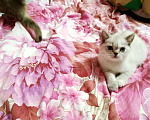 Кошки в Москве: Британский котёнок Девочка Мальчик  Девочка, 12 000 руб. - фото 2