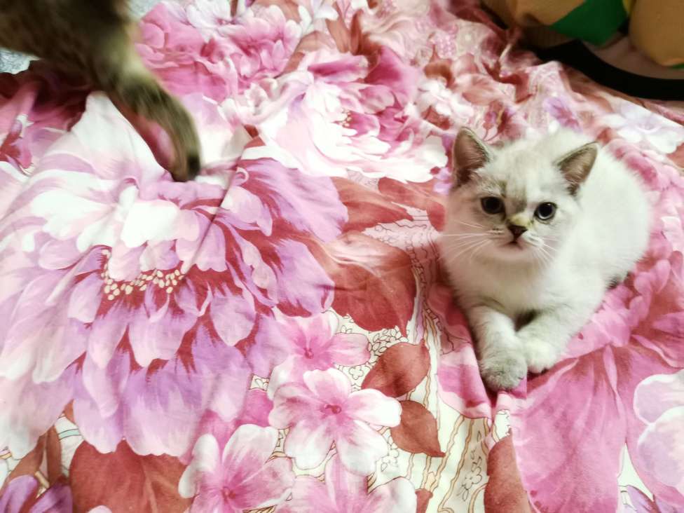 Кошки в Москве: Британский котёнок Девочка Мальчик  Девочка, 12 000 руб. - фото 2