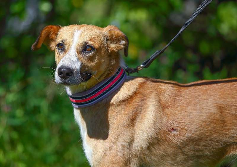 Собаки в Москве: Настена, золотая собака Девочка, 1 руб. - фото 2