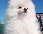 Собаки в Междуреченске: Померанский шпиц мальчик Мальчик, 40 000 руб. - фото 1