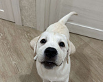 Собаки в Москве: Белоснежная лабрадорша-девочка ждет свою семью !  Девочка, 80 000 руб. - фото 2