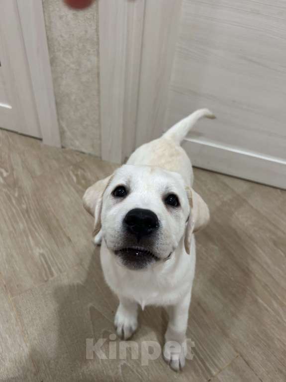Собаки в Москве: Белоснежная лабрадорша-девочка ждет свою семью !  Девочка, 80 000 руб. - фото 2