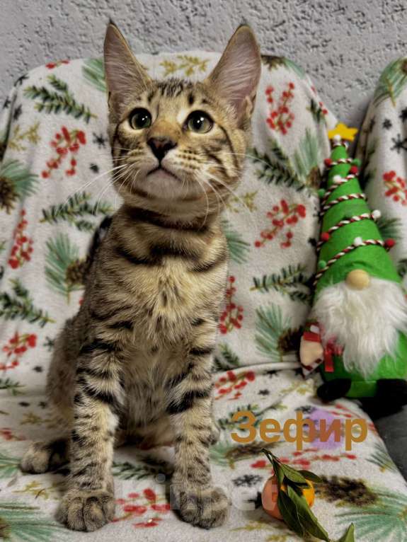 Кошки в Челябинске: Бурмадион котенок  Мальчик, 25 000 руб. - фото 2