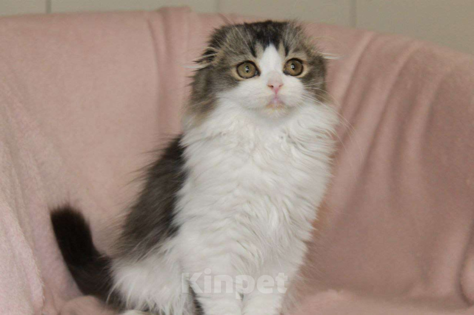 Кошки в Новосибирске: Шотландские котята  Мальчик, 50 000 руб. - фото 3