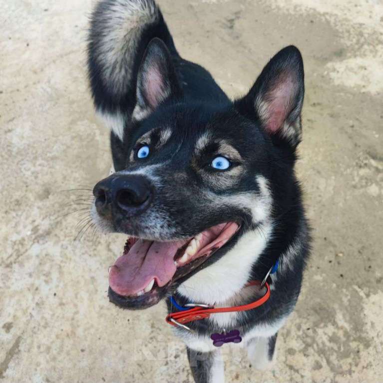Собаки в Москве: Хозяева выкинули Джуну к остановке Девочка, Бесплатно - фото 4