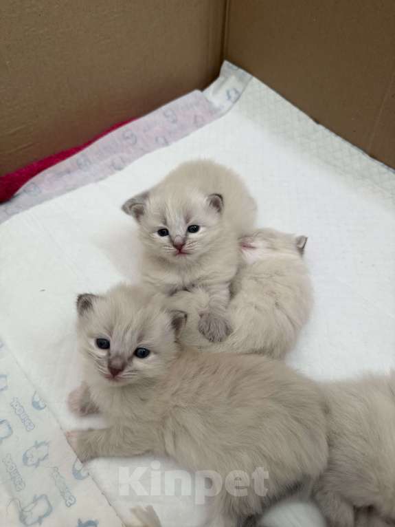 Кошки в Санкт-Петербурге: Невские маскарадный котята Мальчик, 27 000 руб. - фото 1