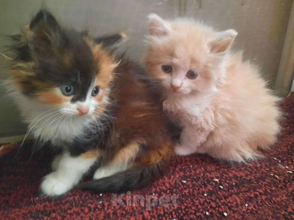 Кошки в Мичуринске: Персиковая кошечка Девочка, 1 руб. - фото 3