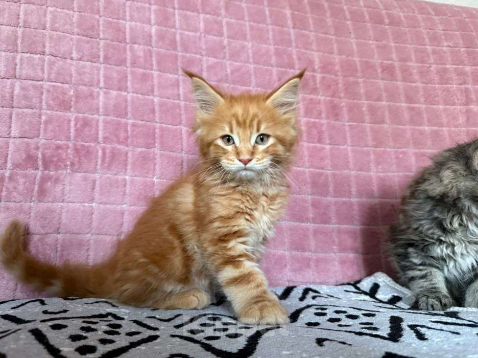 Кошки в Санкт-Петербурге: Котята Мейн-кун Мальчик, 40 000 руб. - фото 8