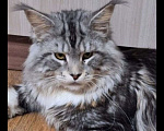 Кошки в Москве: Кот на вязку Мейн кун Мальчик, 5 000 руб. - фото 1