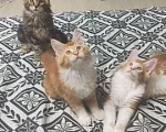 Кошки в Севастополе: Продаю котят породы Мейн-кун Мальчик, 15 000 руб. - фото 3