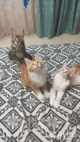 Кошки в Севастополе: Продаю котят породы Мейн-кун Мальчик, 15 000 руб. - фото 3