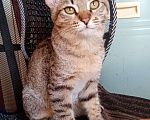 Кошки в Нижнем Новгороде: Котёнок  в добрые руки  Девочка, Бесплатно - фото 6