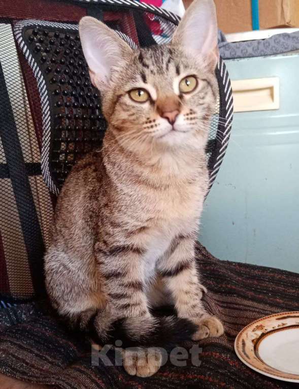 Кошки в Нижнем Новгороде: Котёнок  в добрые руки  Девочка, Бесплатно - фото 6