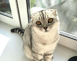 Кошки в Петушке: Кот на вязку, 1 500 руб. - фото 1