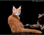 Кошки в Нытве: Мейн кун котята, 25 000 руб. - фото 3