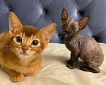 Кошки в Нытве: Сфинксы, 7 000 руб. - фото 2