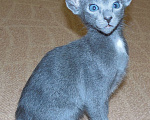 Кошки в Краснодаре: Ориентальные котята Девочка, 15 000 руб. - фото 2