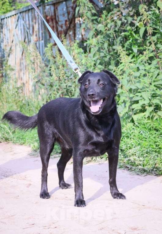 Собаки в Москве: Агату нужен дом  Мальчик, Бесплатно - фото 4