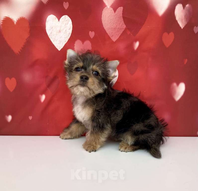 Собаки в Москве: Мраморный йорк мальчик стандарт игривый Мальчик, 50 000 руб. - фото 5