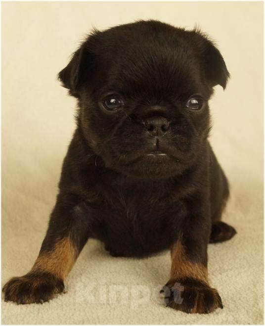 Собаки в Москве: ОНИКС Мальчик, 90 000 руб. - фото 4