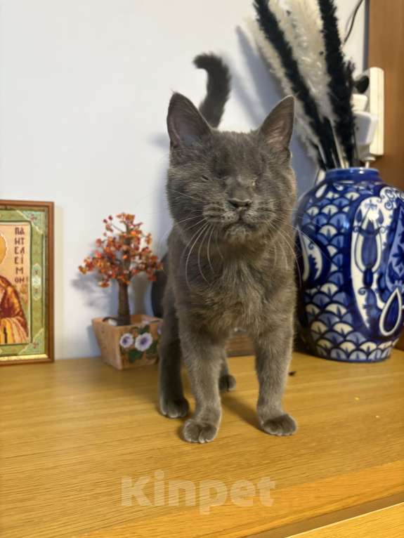 Кошки в Санкт-Петербурге: Особенный котенок Грей Мальчик, Бесплатно - фото 1