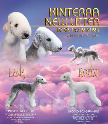 Собаки в Москве: Щенки бедлингтон терьер Мальчик, 90 000 руб. - фото 4