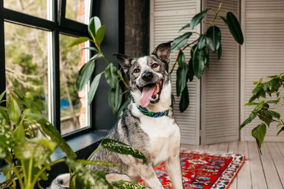 Собаки в Москве: Обаятельный и привлекательный Джаз ищет семью, которую будет бесконечно любить! Мальчик, Бесплатно - фото 4