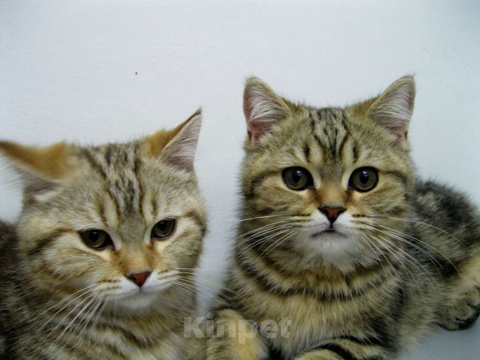 Кошки в Ставрополе: Кот шотландский подросток Мальчик, 10 000 руб. - фото 4