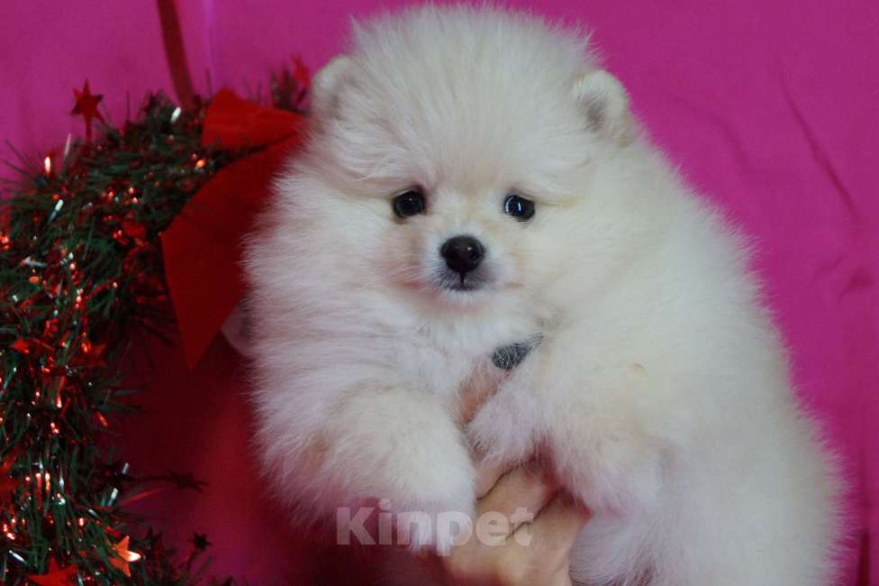 Собаки в Москве: Мальчик померанского шпица Мальчик, 30 000 руб. - фото 4