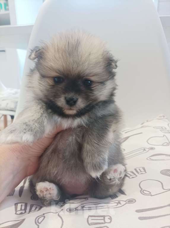 Собаки в Химках: Малыши, рождённые 8 Марта Разнополые, 35 000 руб. - фото 7