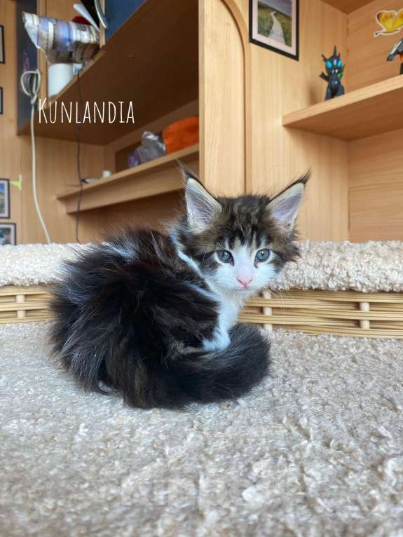 Кошки в Екатеринбурге: котенок мейн-кун Мальчик, 40 000 руб. - фото 2