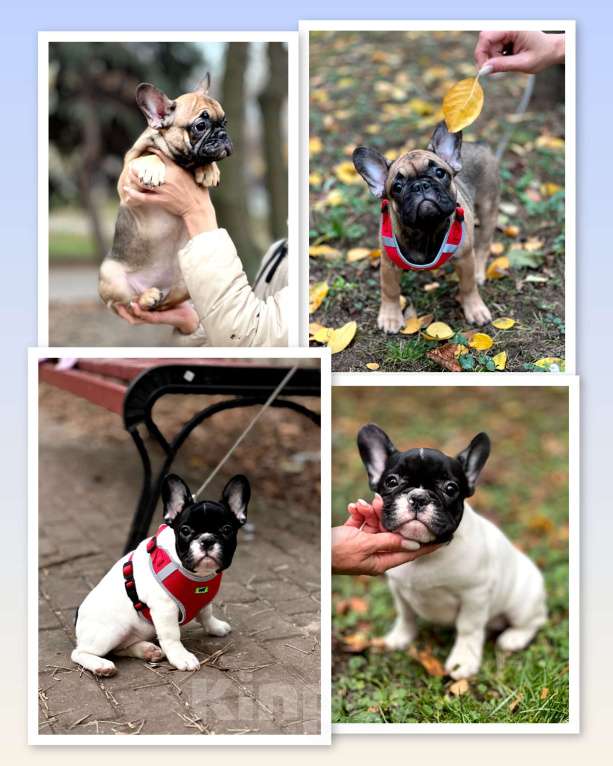 Собаки в Москве: Мини девочка Девочка, 50 руб. - фото 1