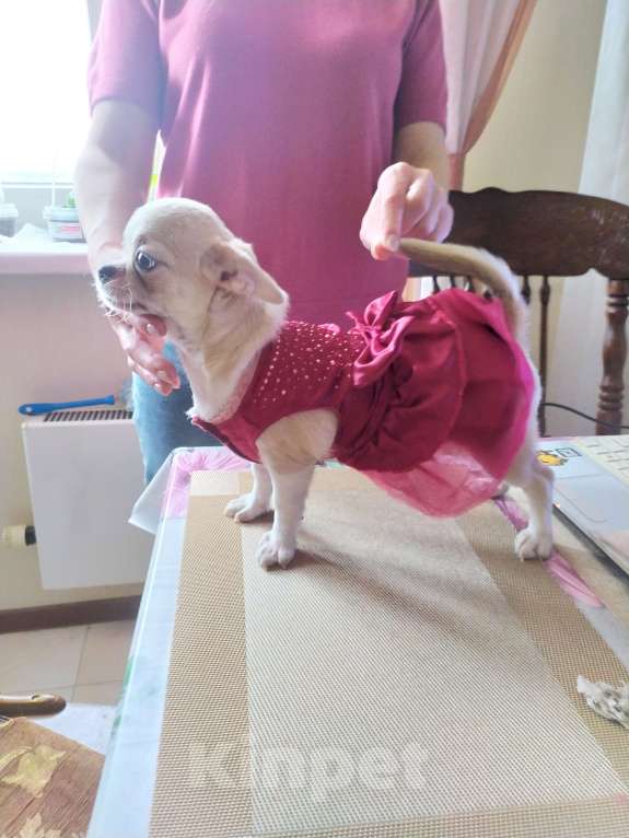 Собаки в Москве: крепкая породная сука Девочка, 60 000 руб. - фото 5