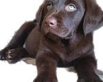 Собаки в Малоярославце: Чистокровные шоколадные медвежата - щенки лабрадора Девочка, 45 000 руб. - фото 4