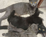 Кошки в Новочеркасске: Котята  Мальчик, Бесплатно - фото 1