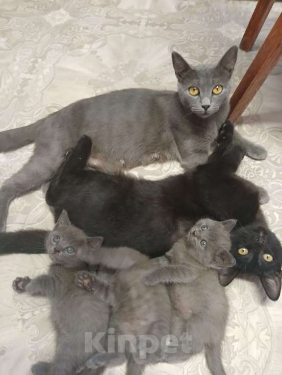 Кошки в Новочеркасске: Котята  Мальчик, Бесплатно - фото 1