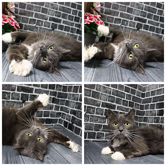 Ищет дом вот такой шикарный кот - Пушистик