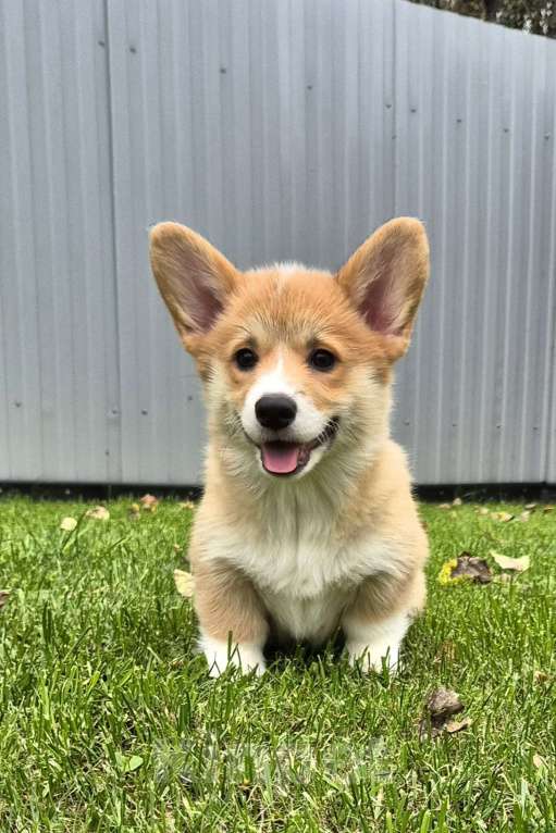 Собаки в других городах Ленинградской области: Лучший щенок вельш корги пемброк. Мальчик Мальчик, 90 000 руб. - фото 3