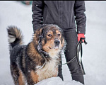 Собаки в Москве: Большой ласковый пес Вольт ждет Вашего звонка Мальчик, Бесплатно - фото 3