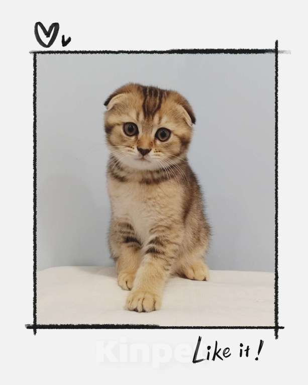 Кошки в Казани: Котёнок Шотландская золотая шиншилла мальчик Мальчик, 8 000 руб. - фото 1